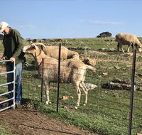 Gilgraves Vineyard Farmstay - Stayed