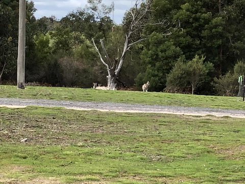 Grampians Old Man Emu Stay - Stayed 3
