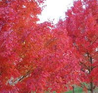 HEALESVILLE GETAWAY - Stayed