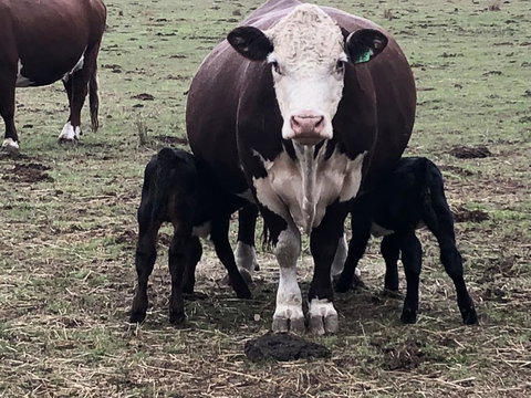 Jackaleah Farm Stay - Stayed 3