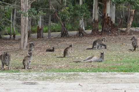 Karri Valley Chalets - Stayed 1