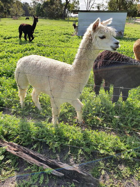 Kerriley Park FarmStay - Stays Accommodation 1