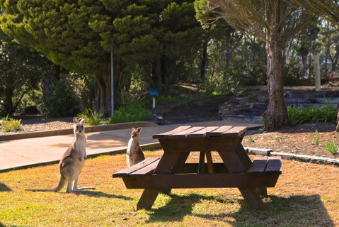 Leura Lodge At Mt Victoria - Stayed 2
