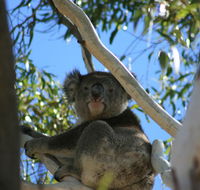 Levi Park Caravan Park - Stayed
