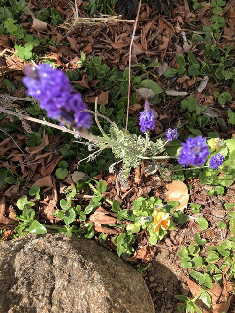 Meramie Motor Inn - Stayed 3