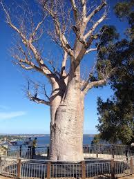 Dunes Scarborough Beach - Stayed 35