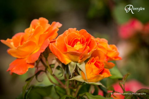 Riverglen Chalets - Stayed 39