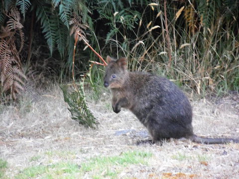 Riverside Retreat Chalets, Walpole - Stayed 22