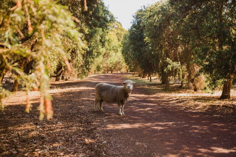 Margaret River Holiday Cottages - Stayed 21