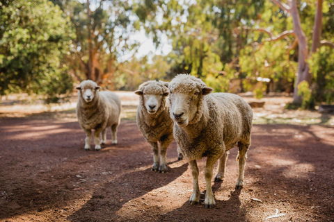 Margaret River Holiday Cottages - Stayed 15