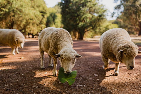 Margaret River Holiday Cottages - Stayed 26