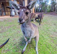 Yelverton Brook Eco Spa Retreat  Conservation Sanctuary - Stayed