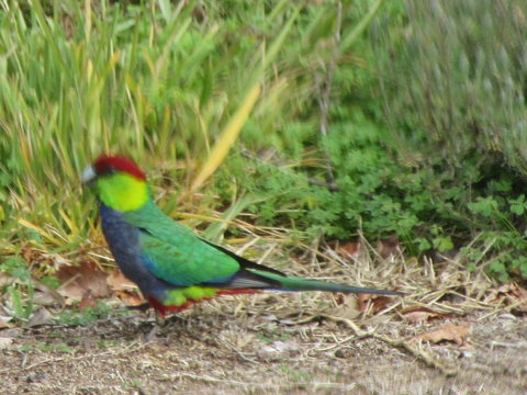 Di's Cabin In Dwellingup - Stayed 26