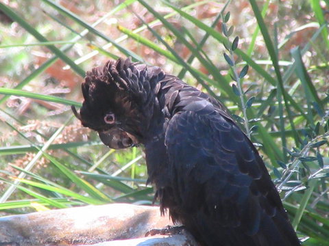 Di's Cabin In Dwellingup - Stayed 24