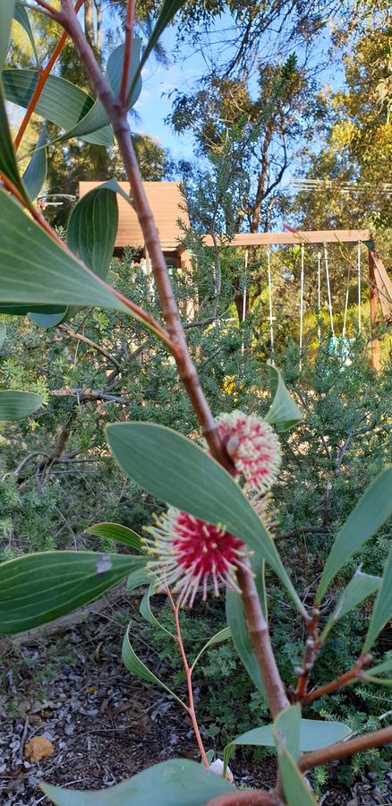 Di's Cabin In Dwellingup - Stayed 4
