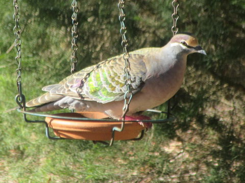 Di's Cabin In Dwellingup - Stayed 25