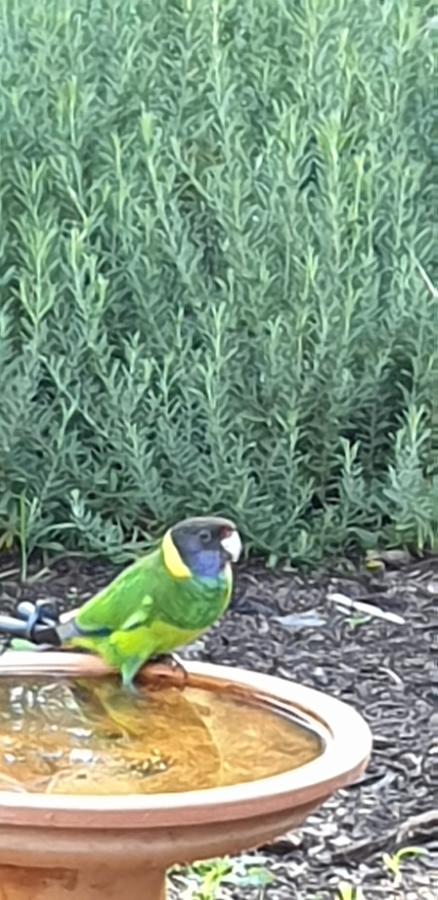 Di's Cabin In Dwellingup - Stayed 23