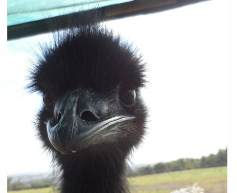 Tennessee Hill Chalets - Stayed 16