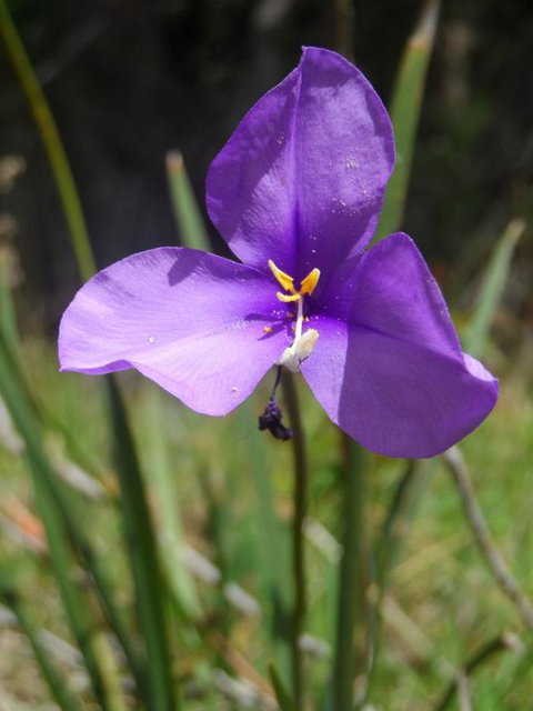 Tennessee Hill Chalets - Stayed 22