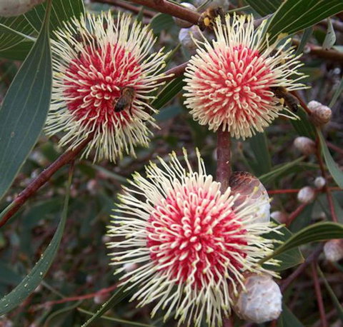 Tennessee Hill Chalets - Stayed 20