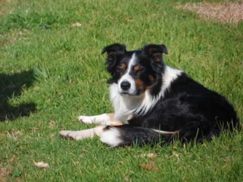 Tennessee Hill Chalets - Stayed 11