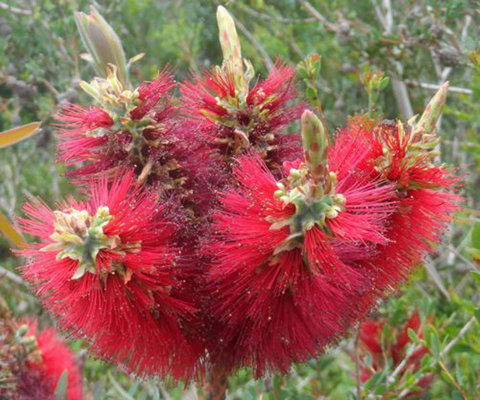 Tennessee Hill Chalets - Stayed 21