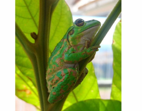 Tennessee Hill Chalets - Stayed 10