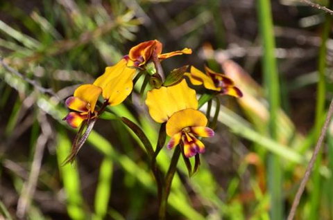 Bindoon's Windmill Farm - Stayed 4