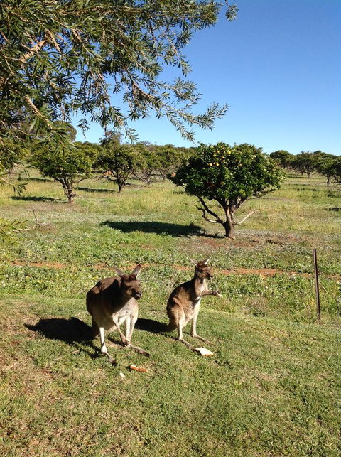 Bindoon's Windmill Farm - Stayed 2