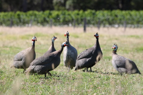 Windfall Estate Vineyard Cottage - Stayed 27