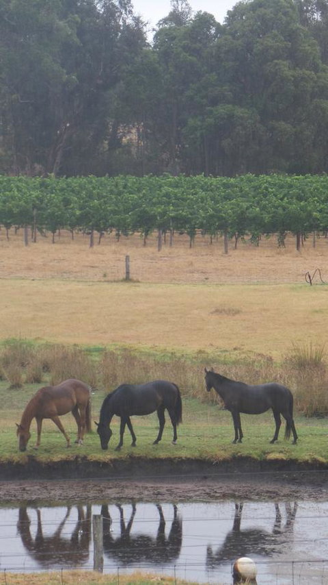 Windfall Estate Vineyard Cottage - Stayed 26