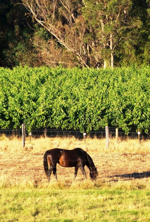 Windfall Estate Vineyard Cottage - Stayed 18