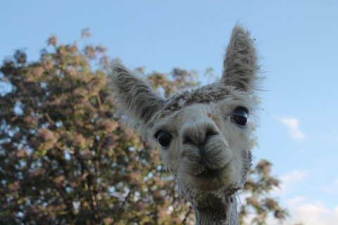 Windfall Estate Vineyard Cottage - Stayed 19