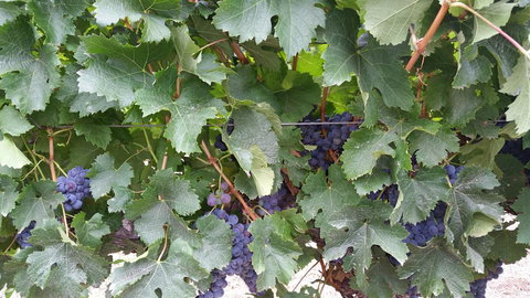 Windfall Estate Vineyard Cottage - Stayed 29