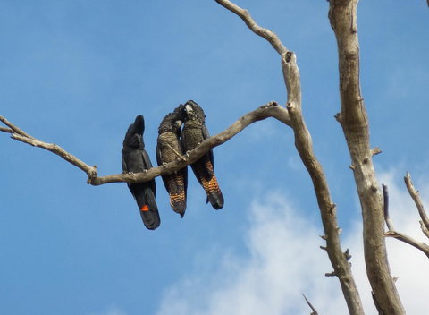 Windfall Estate Vineyard Cottage - Stayed 34