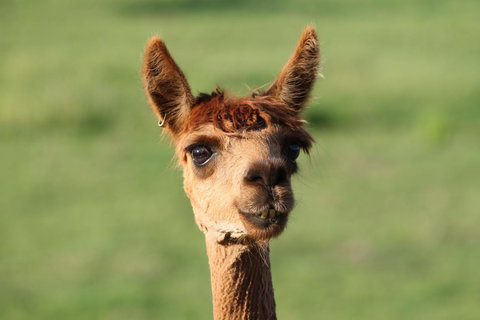 Windfall Estate Vineyard Cottage - Stayed 20