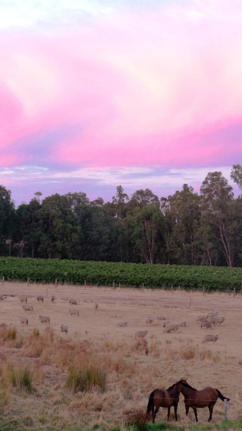 Windfall Estate Vineyard Cottage - Stayed 25