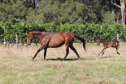 Windfall Estate Vineyard Cottage - Stayed 17