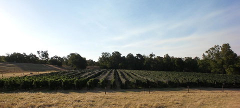 Windfall Estate Vineyard Cottage - Stayed 28