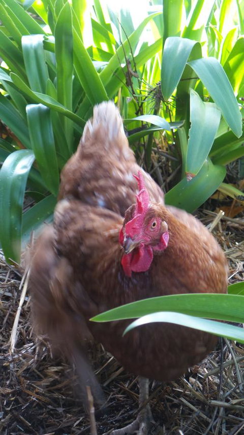 Windfall Estate Vineyard Cottage - Stayed 30