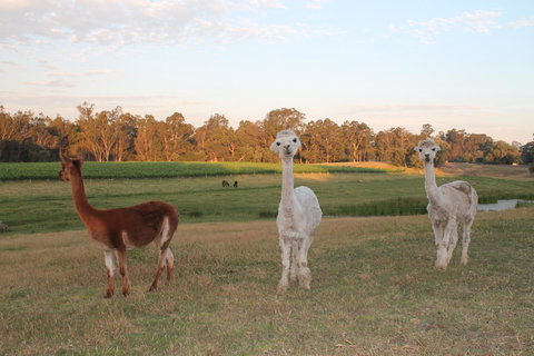 Windfall Estate Vineyard Cottage - Stayed 21