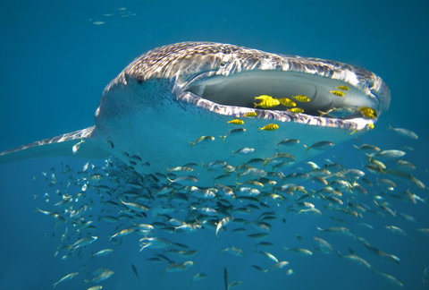 Sal Salis Ningaloo Reef - Stays Accommodation 20