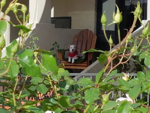 Como Executive Apartment - Stayed 17