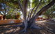 Discovery Resorts - Rottnest Island - thumb 23