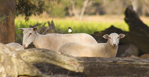 SilverSprings Spa Retreat Pet Friendly Cottages And Glampings - Stayed 1