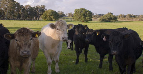 SilverSprings Spa Retreat Pet Friendly Cottages And Glampings - Stayed 16