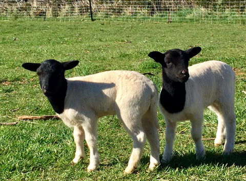 Manna Hill Farm - Stayed 2