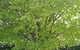 Maydena Chalet - thumb 32