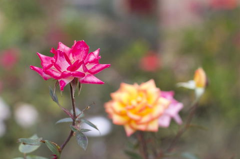 Swansea Cottages & Lodge Suites - Stayed 12