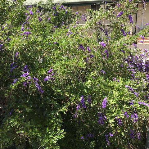 Oasis Motel - Stayed 3